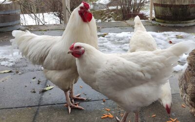 Schweizer Huhn Bruteier und Küken zu verkaufen