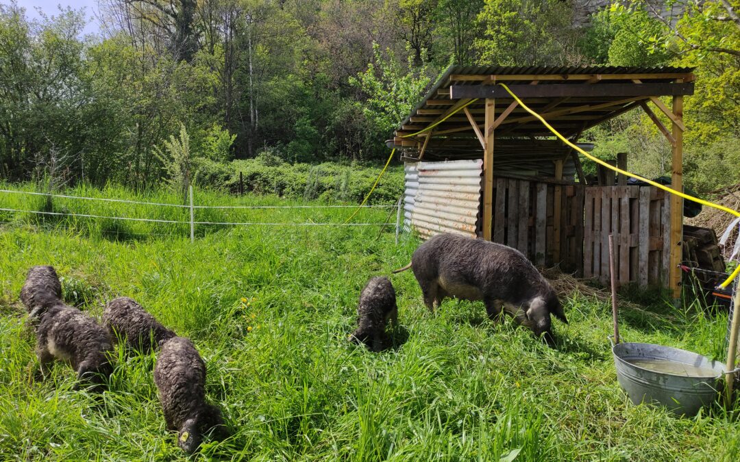 Wollschweine zu Besuch